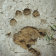 Illustration for article titled What Animal Tracks Mean For You